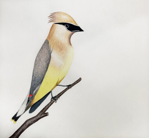 Cedar Waxwing 4 1024x945 640x480 - Drawings