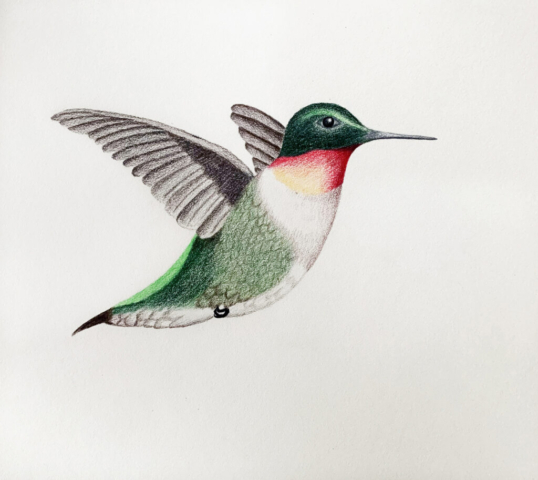 Hummingbird 4 1024x913 640x480 - Drawings