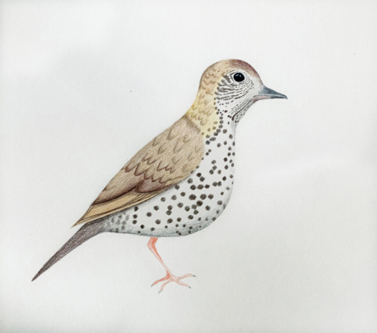 Thrush 2 1024x905 640x480 - Drawings