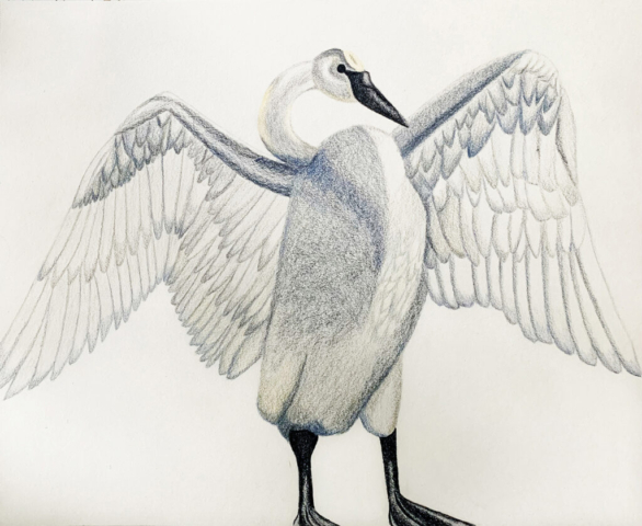 Trumpeter Swan 1024x839 640x480 - Drawings