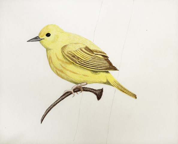 Warbler 1024x828 640x480 - Drawings