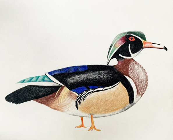 Wood Duck 1024x828 640x480 - Drawings